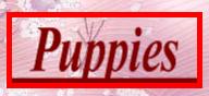  Puppies